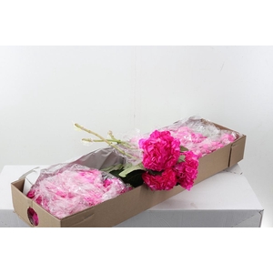 Hydr Rosa Fuerte Box