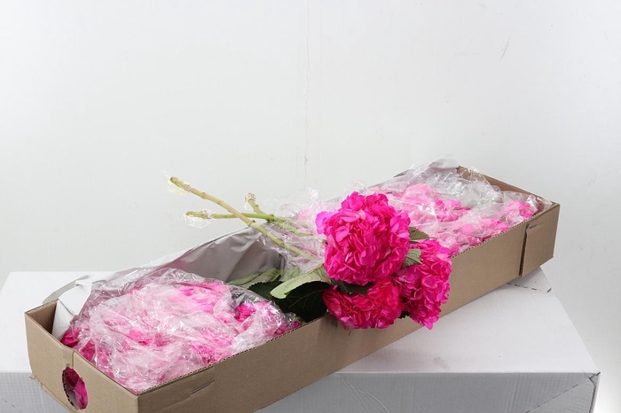 <h4>Hydr Rosa Fuerte Box</h4>