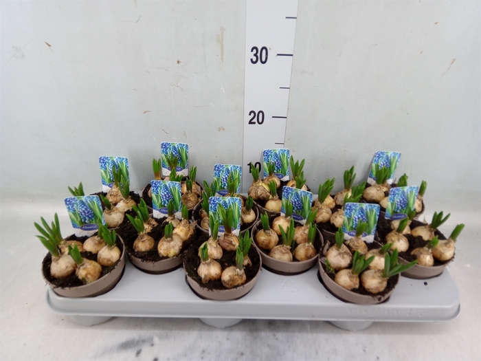 <h4>Muscari  'Big Smile'</h4>