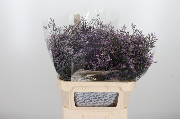 <h4>Limon Safora Lilac</h4>