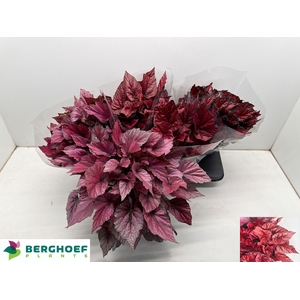 BEG BEL GEM
