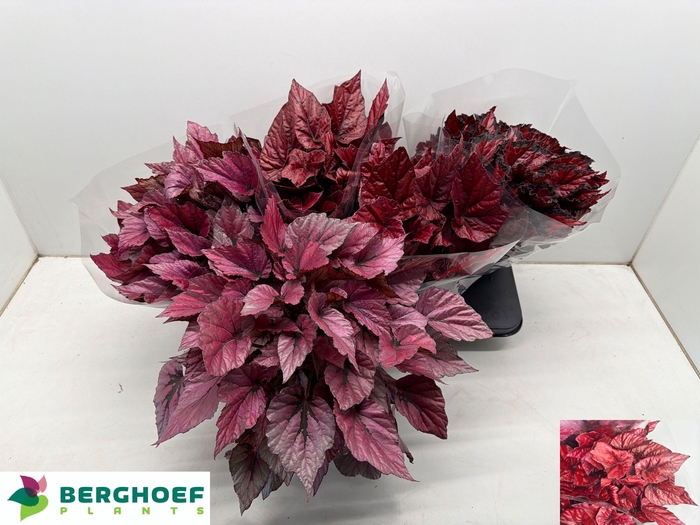 BEG BEL GEM
