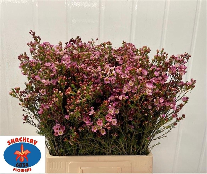 <h4>CHAME PAINTED LAD</h4>