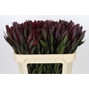 Leucadendron Saf Sunset Dark R.