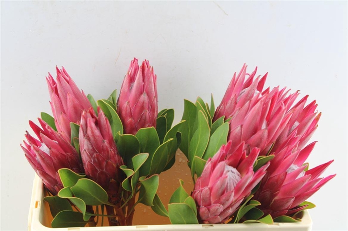 <h4>Protea Cy Madiba</h4>