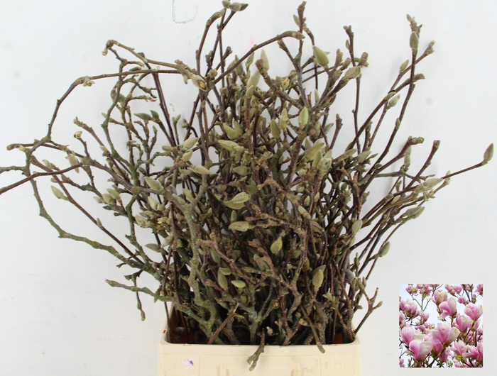 <h4>MAGNOLIA GRANDIFLORA X35 GRILLIG</h4>