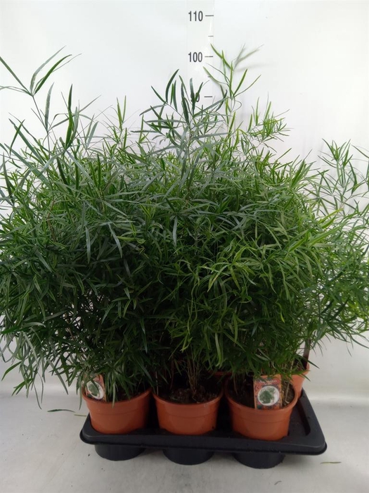 <h4>Asparagus falcatus</h4>