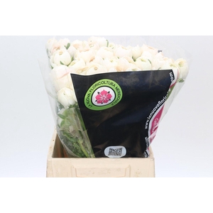 Ranunculus Clooney Hanoi