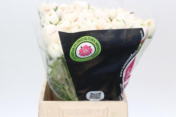 Ranunculus Clooney Hanoi