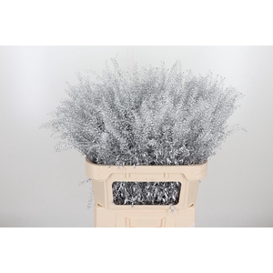 Lepidium Kl Bh Zilver