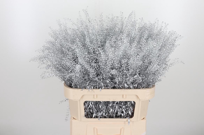 <h4>Lepidium Kl Bh Zilver</h4>