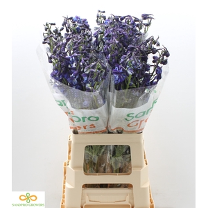 Delphinium enkelbloemig (Belladonna Grp) Donna
