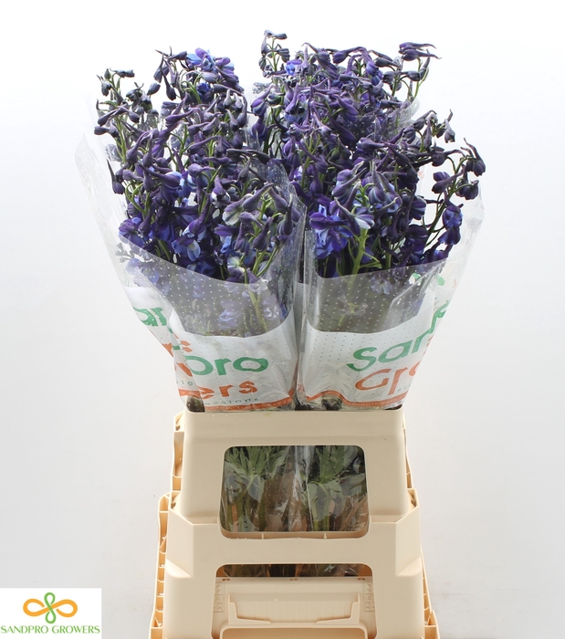 <h4>Delphinium enkelbloemig (Belladonna Grp) Donna</h4>