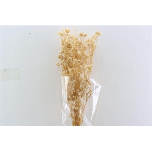 Pres Gyps Bleached Bunch Slv 100gr