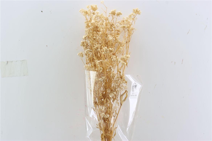 <h4>Pres Gyps Bleached Bunch Slv 100gr</h4>