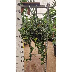 Epiphyllum guatemale