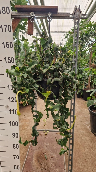 <h4>Epiphyllum guatemale</h4>