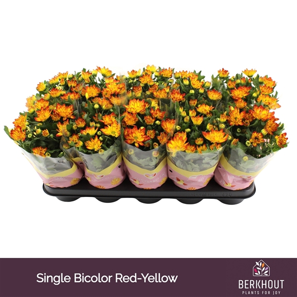 <h4>Chrysant Lysandra</h4>