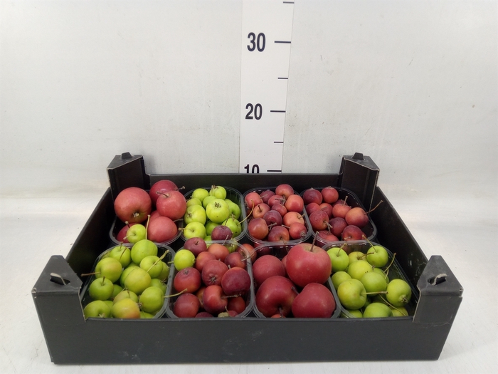 <h4>Malus   .../bak</h4>