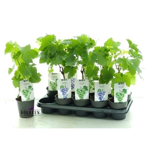 VITIS OV