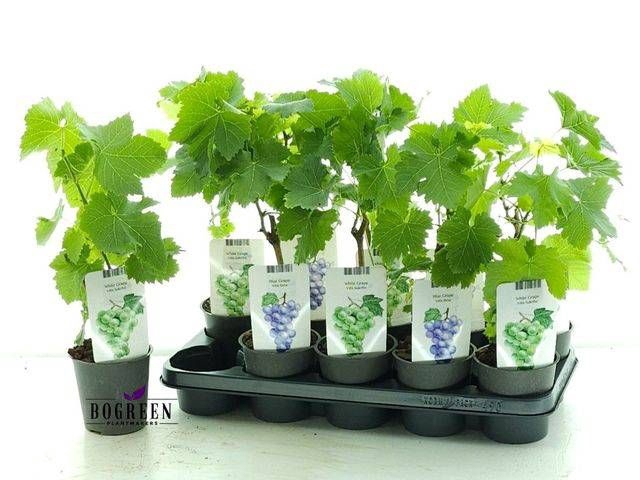 <h4>VITIS OV</h4>