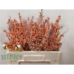 Ilex Ve Winter Gold