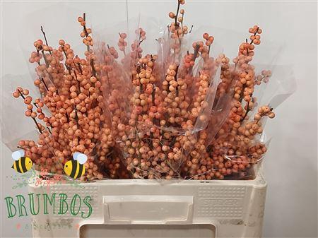 <h4>Ilex Ve Winter Gold</h4>
