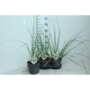 Cortaderia Selloana Junior