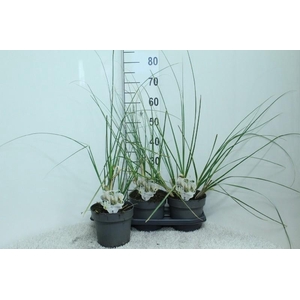 Cortaderia Selloana Junior