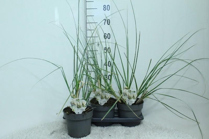 <h4>Cortaderia Selloana Junior</h4>