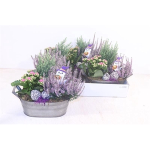 ARR TUINPLANTEN