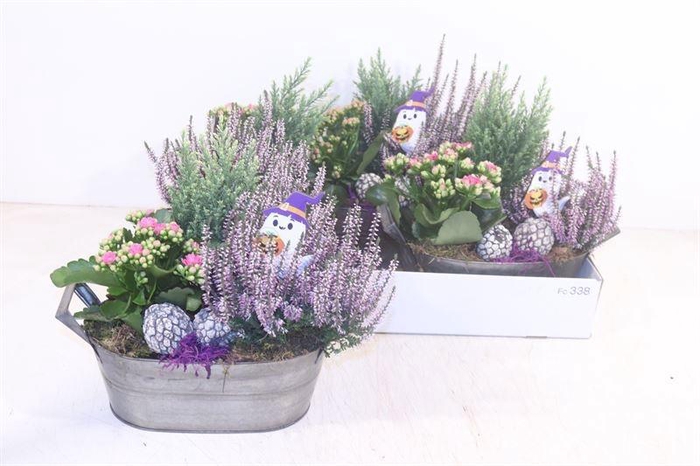 <h4>ARR TUINPLANTEN</h4>