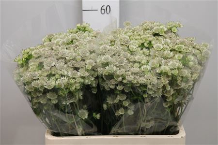 <h4>Astrantia major 'Million Stars'</h4>