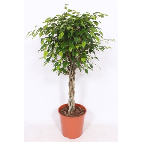 <h4>Ficus Exotica</h4>