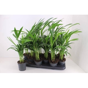 DYPSIS LUTESCENS