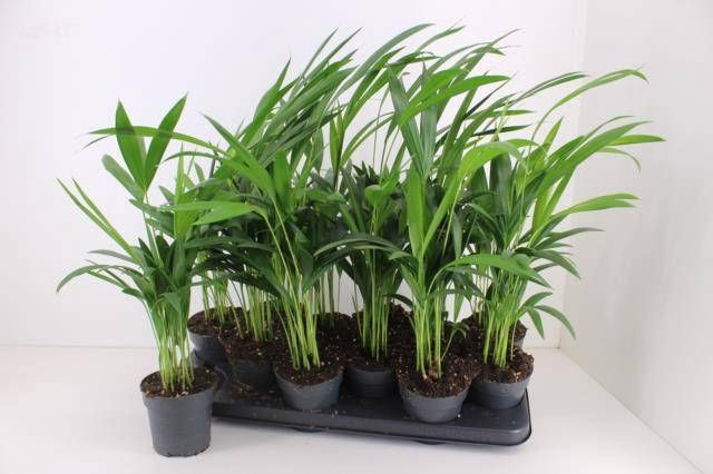 <h4>DYPSIS LUTESCENS</h4>