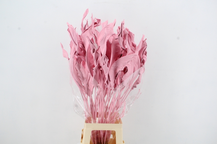 <h4>DF Strelitzia Leaf Light Pink</h4>