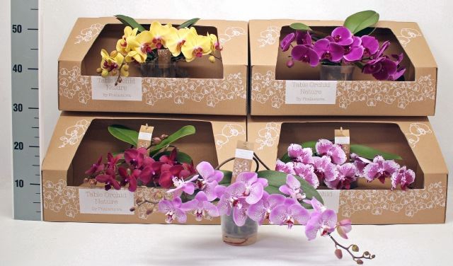 <h4>Phalaenopsis   ...mix</h4>