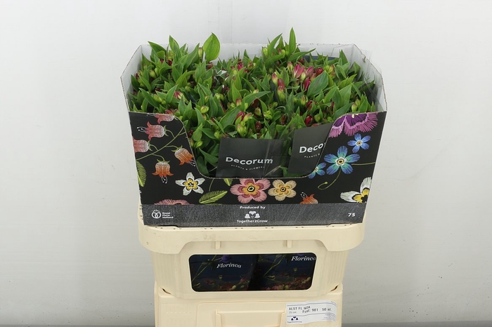 <h4>Alstr Flor Noa</h4>