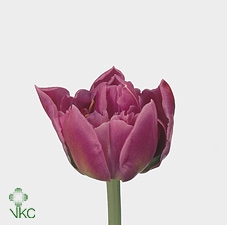 Tu Double Golden Jewel Giallo