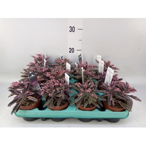 Kalanchoe NF tubiflora