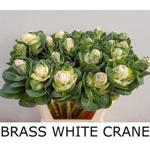 BRASS WHITE CRANE