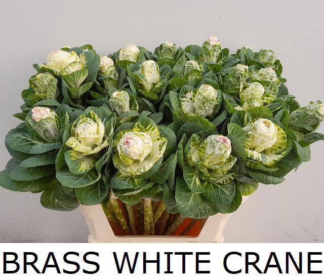 <h4>BRASS WHITE CRANE</h4>