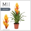 Vriesea Intenso Flame