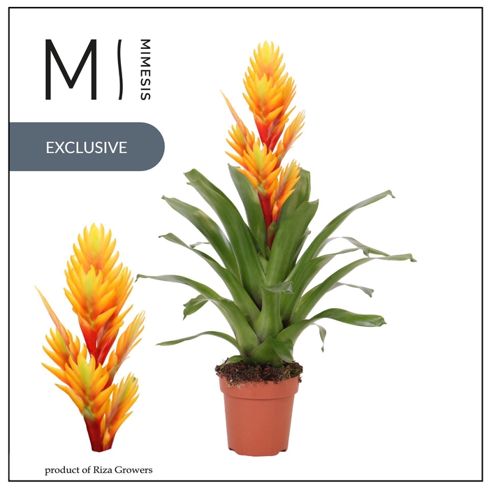 Vriesea Intenso Flame