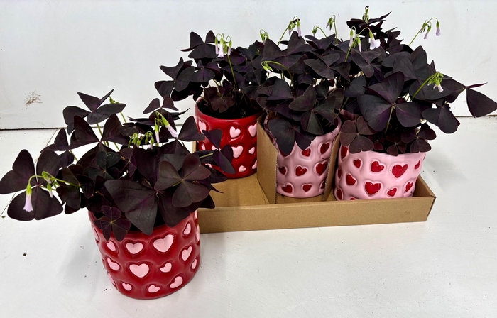 <h4>OXALIS TRIANGULARIS</h4>