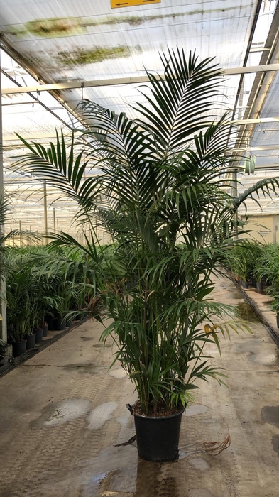 <h4>KENTIA - P44 H300 - 20PP - Air So Pure(Howea forsteriana)</h4>