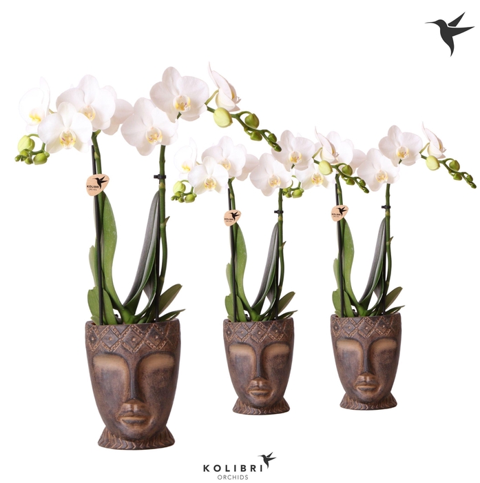<h4>Kolibri Orchids Phalaenopsis white 2 spike in Totem Mask pot</h4>
