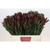 Leucadendron Saf Sunset Dark Red