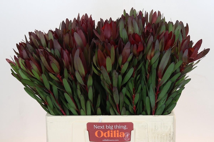 Leucadendron Saf Sunset Dark Red